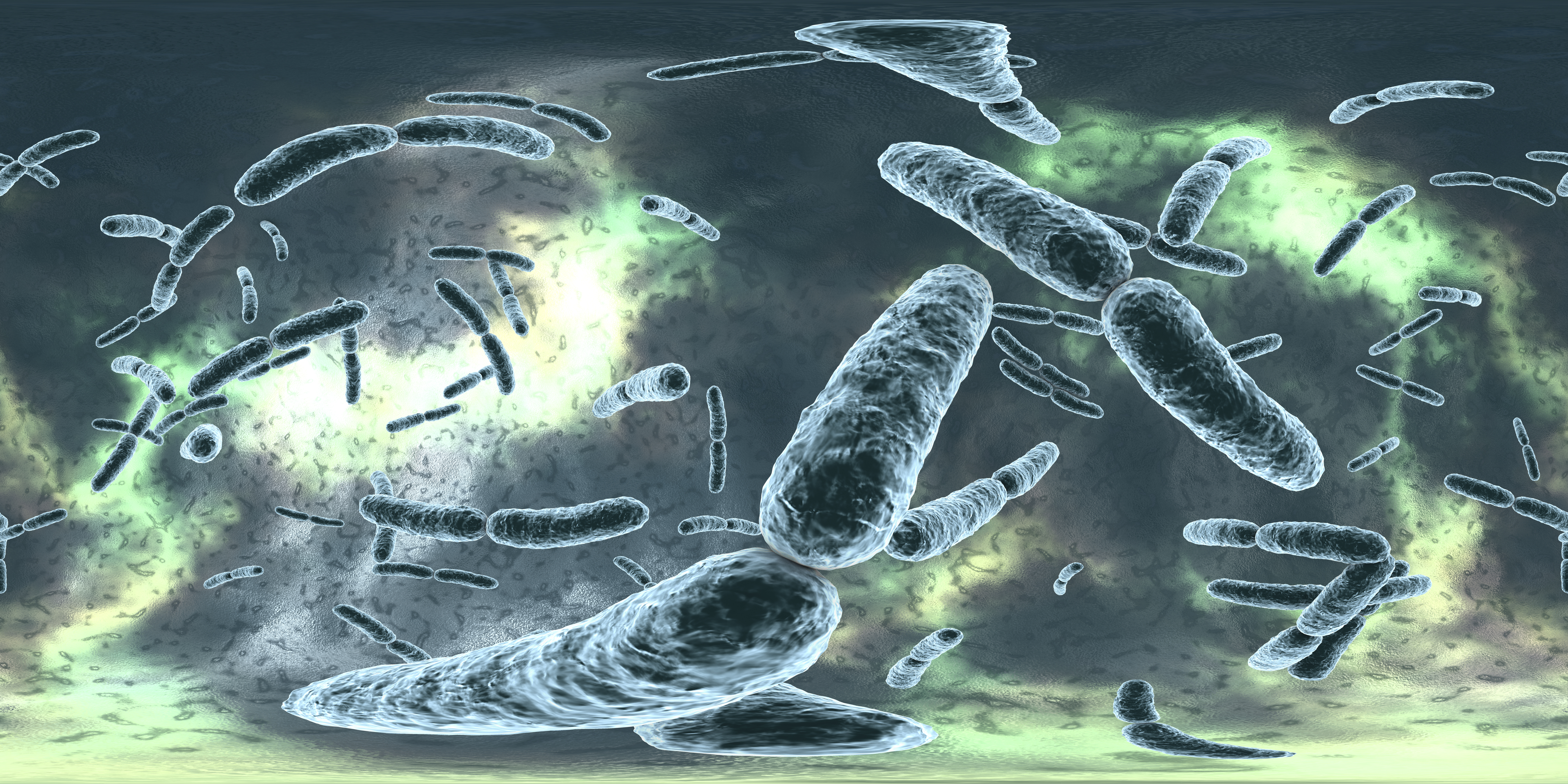 lactobacillus.jpg