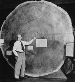 1920 Douglass Large