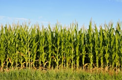 1970 Corn Large